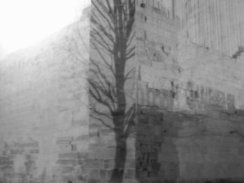 SOMBRAARBOL.JPG